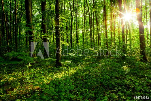 Picture of Forest trees